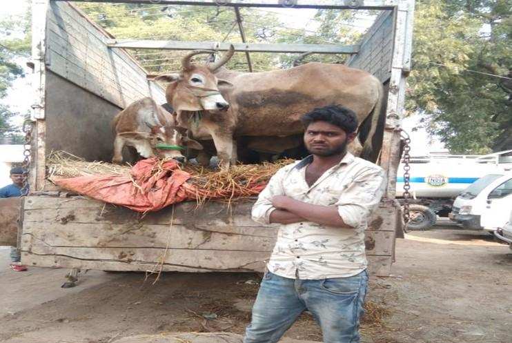 सैयदराजा पुलिस के हत्थे चढ़ा एक पशु तस्कर, 17 गोवंश व एक ट्रक भी बरामद