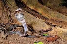 काशी नरेश के किले में निकला कोबरा सांप, देखने के बाद लोगों में मचा हड़कंप