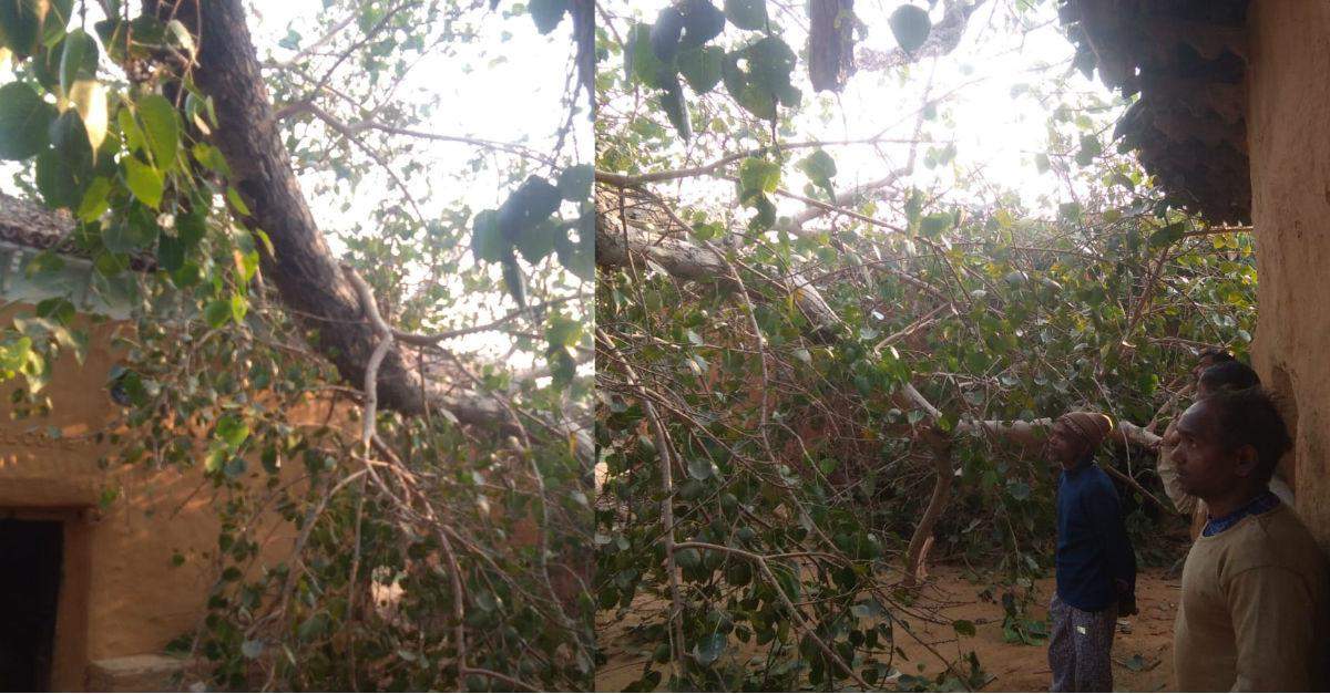 जाको राखे साइयां  : नौगढ़ के चिकनी गांव में गिरा पीपल का पेड़, फिर क्या हुआ…?