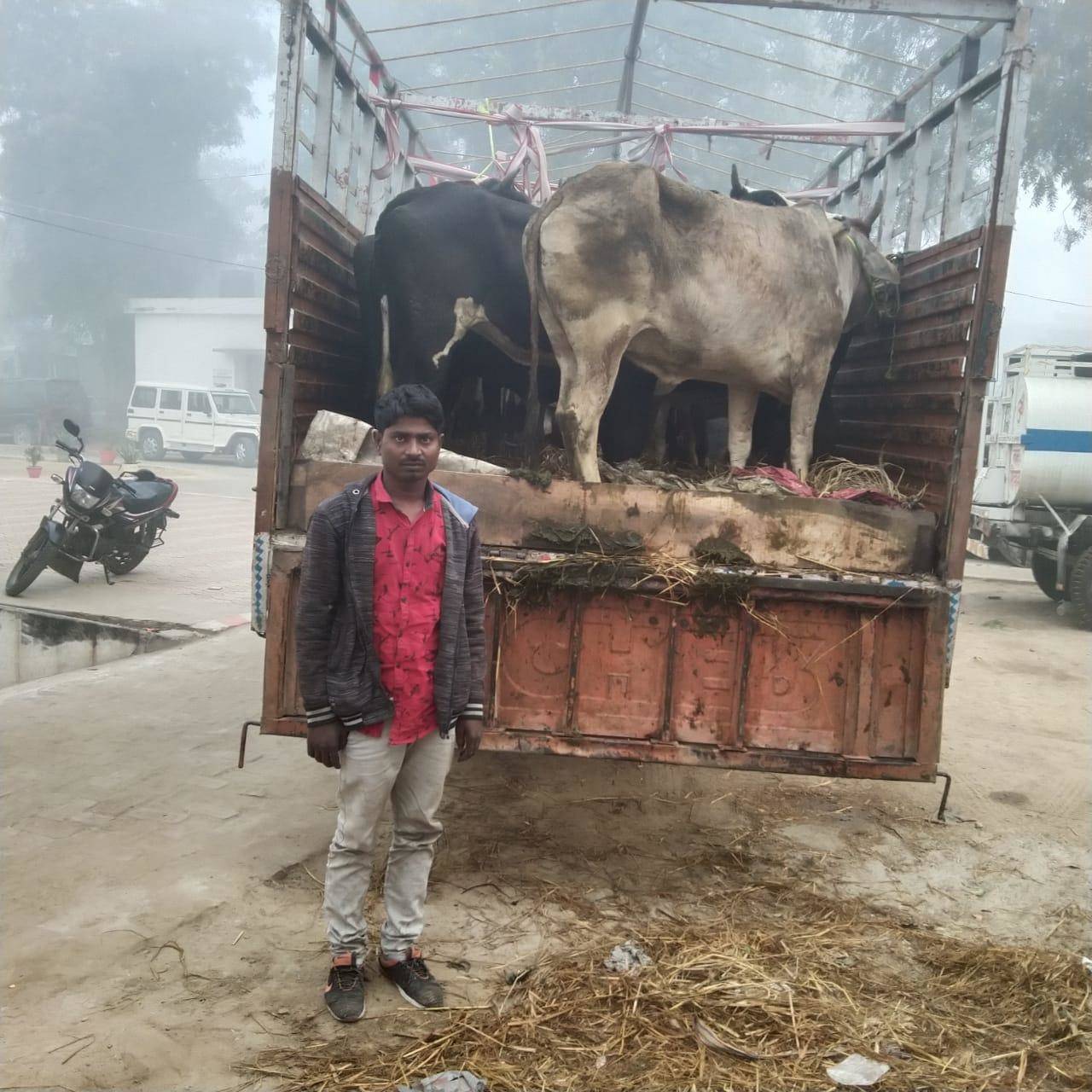 सैयदराजा पुलिस ने एक शातिर पशु तस्कर को किया गिरफ्तार, 17 गोवंश भी बरामद