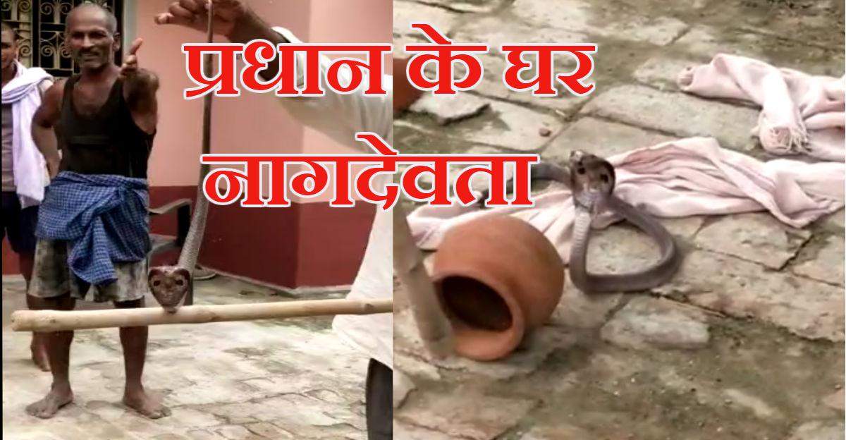 देखें वीडियो : प्रधान जी के घर में निकले नागदेवता, फिर बुलाया गया सपेरा और बजायी गयी बीन