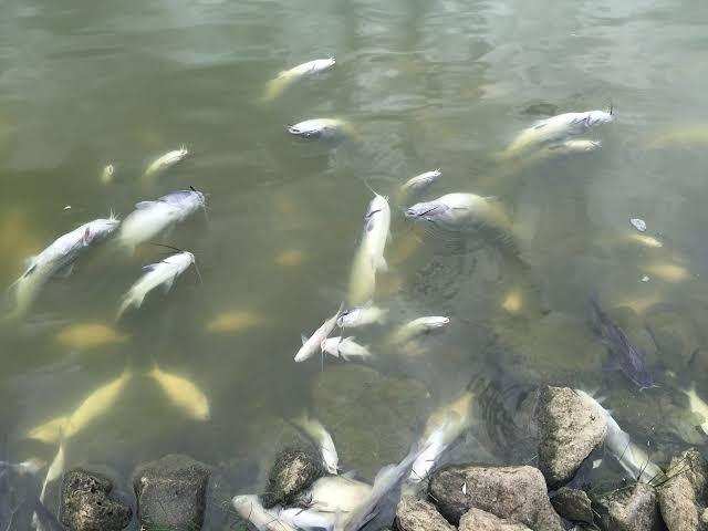 किसी बदमाश ने इस गांव के तालाब में डाला जहर, भारी संख्या में मर गयीं मछलियां