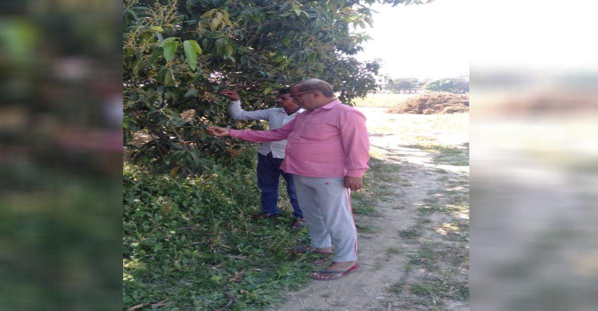 आम के बौर के ठहराव के लिये दवाओं करें छिड़काव