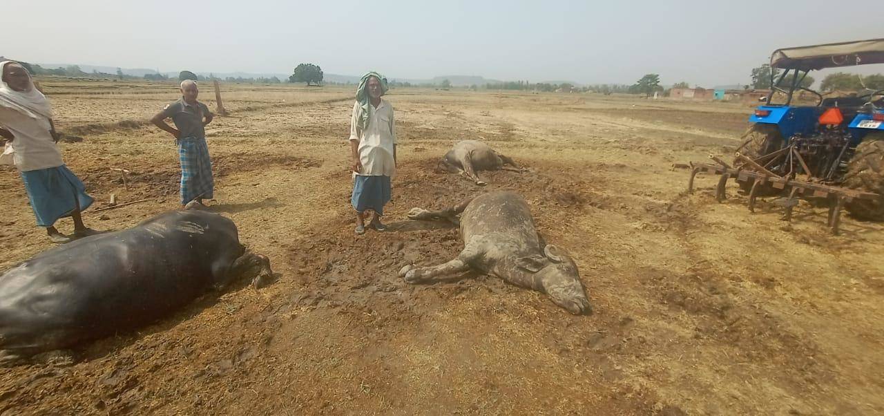 आकाशीय बिजली गिरने से तीन भैंसों सहित एक पाडी की मौत