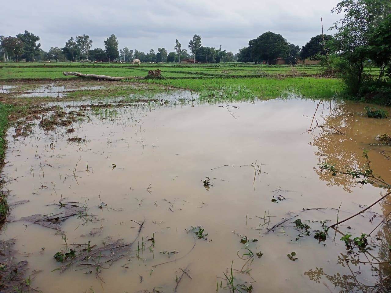 मूसलाधार बारिश होने के कारण नौगढ इलाके में किसानों की धान की नर्सरी का नुकसान