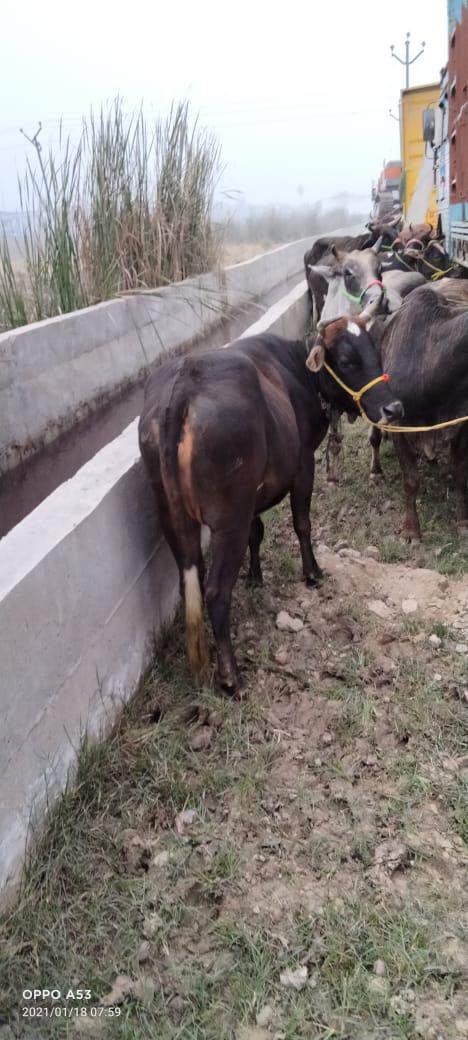 अलीनगर पुलिस ने ट्रक से बरामद किए वध के लिए जा रहे 18 जानवर, 16 गायें भी शामिल
