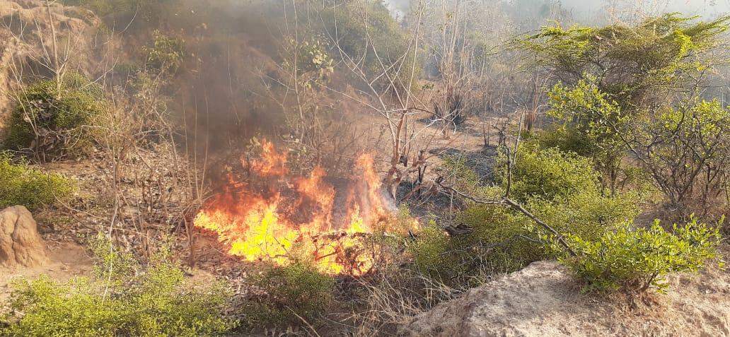 देखें वीडियो.. चकिया के जंगल में लगी आग, आग बुझाने में असफल रहा फायर बिग्रेड