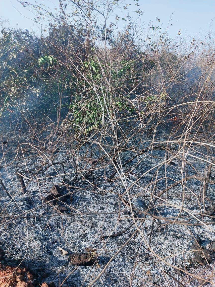 देखें वीडियो : आखिर नौगढ़ में क्यों जलाया जा रहा है जंगल, कौन लगा रहा है आग