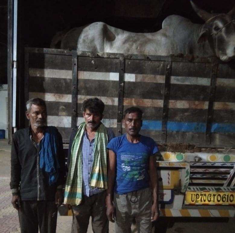 सैयदराजा पुलिस ने पकड़े 3 शातिर पशु तस्कर, 25 जानवर भी बरामद