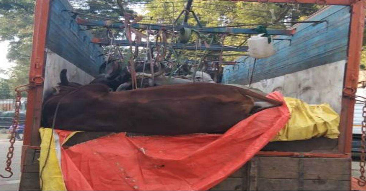 2 पशु तस्करों के साथ पकड़े गए 28 जानवर, सैयदराजा पुलिस को मिली सफलता