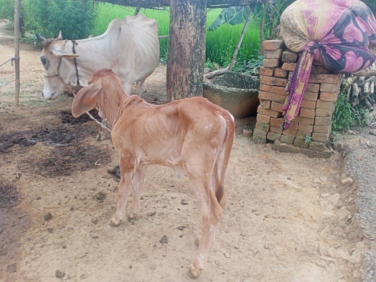 नौगढ़ इलाके के पशुओं को हो रही है लाइलाज बीमारी, डॉक्टर नहीं कर पा रहे हैं उपचार