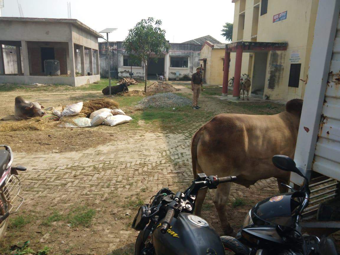 इलिया पुलिस ने पिकअप  से वध हेतु ले जाये जा रहे 4 जानवर किए बरामद