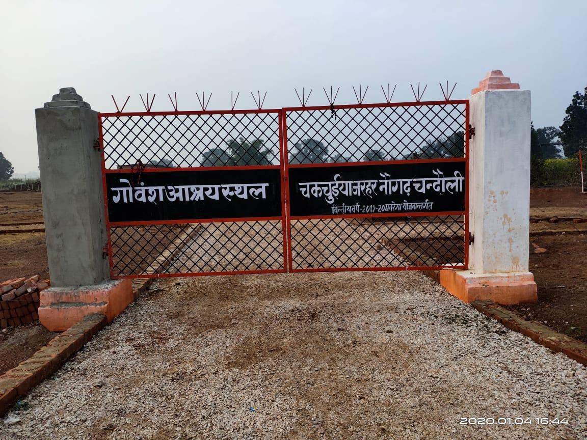 गोवंश आश्रय स्थल चकचुईयां में तिल तिल करके मरने वाले हैं जानवर