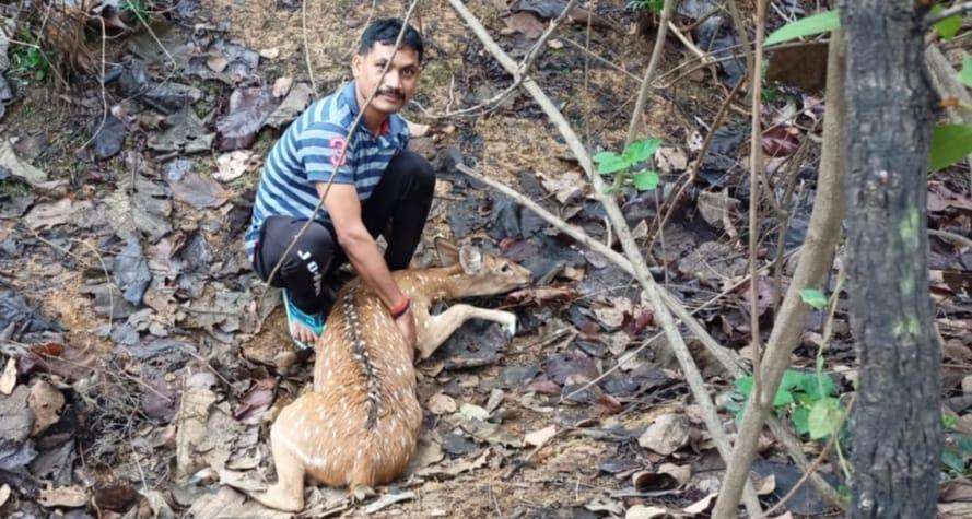 शिकारी कुत्तों के हमले से परेशान है जंगली जानवर