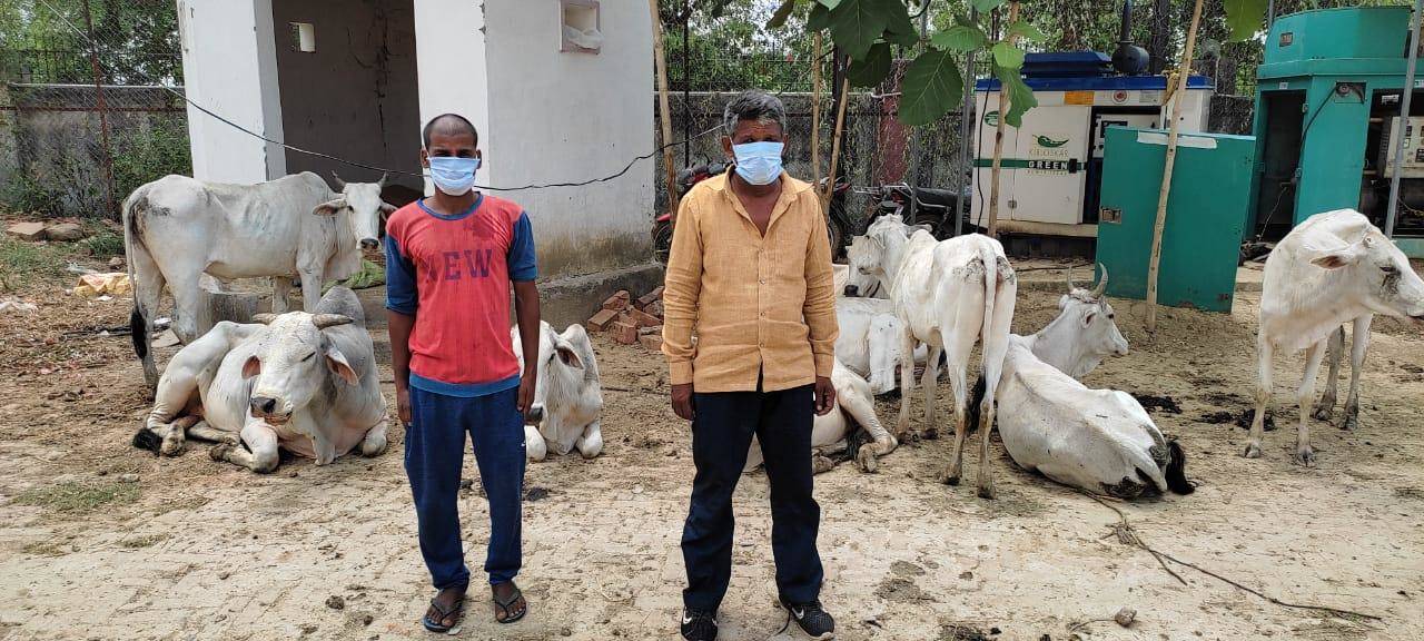 इलिया पुलिस ने 2 पशु तस्करों को किया गिरफ्तार, 10 गोवंश बरामद