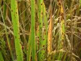 धान के झुलसा रोग के लिए यह है उपाय, ऐसे बचाएं फसल