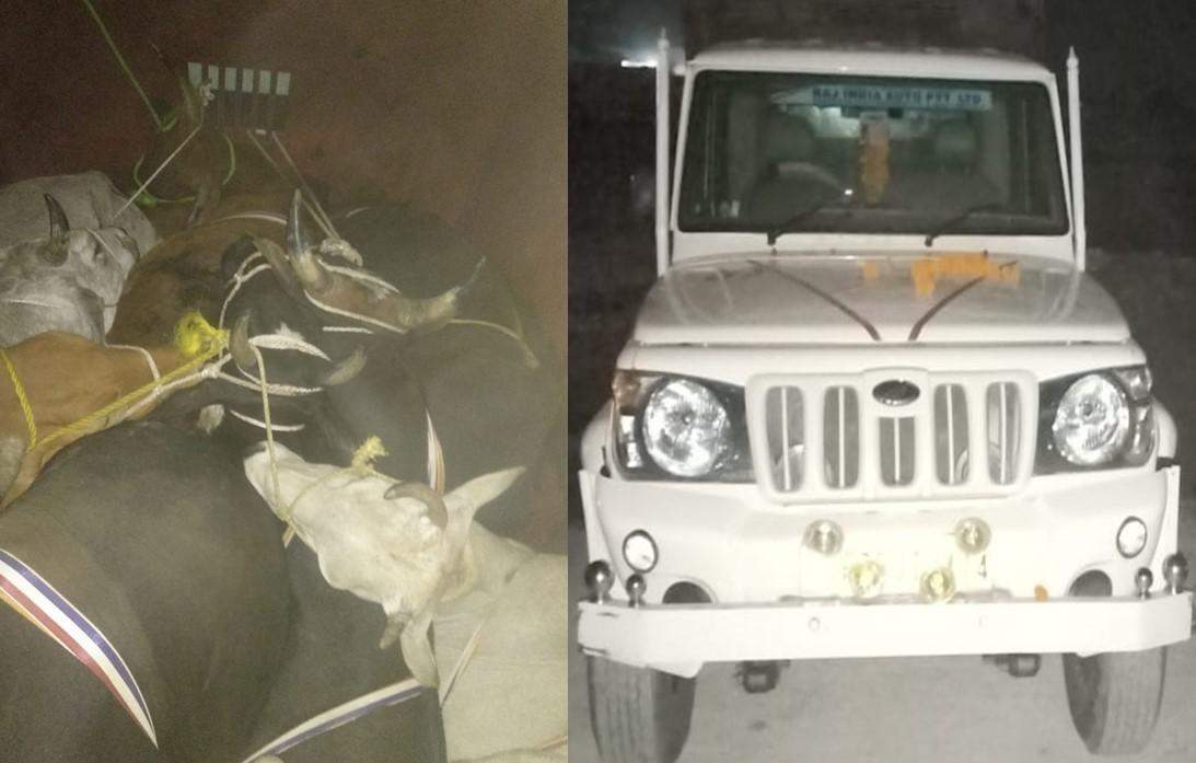 अलीनगर पुलिस ने पिकअप गाड़ी में पकड़े जानवर, दो पशु तस्कर भी अरेस्ट