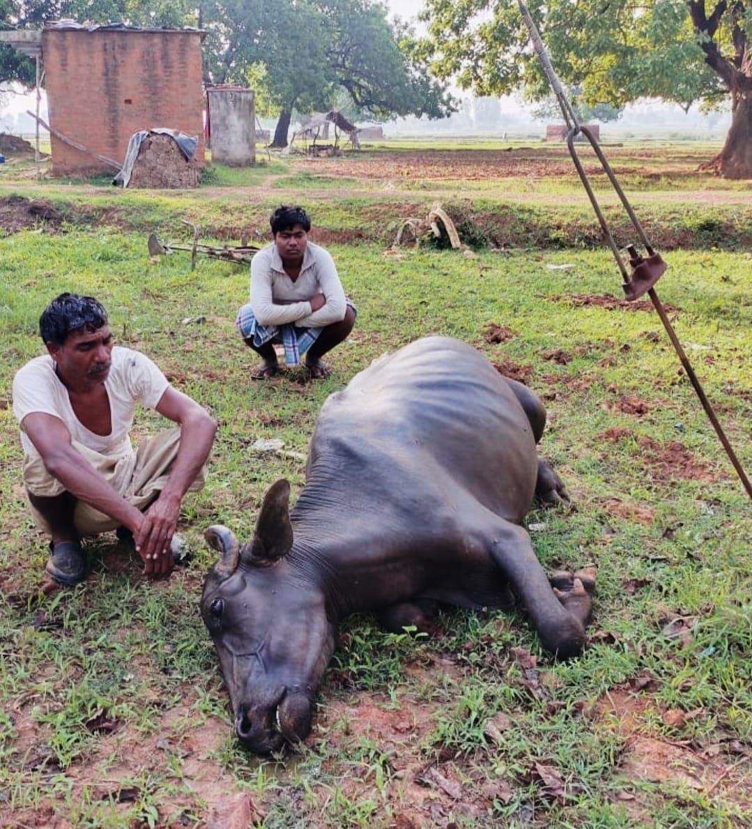 नौगढ़ में विद्युत करंट से भैंस की मौत, पशुपालक ने दिया थाने में तहरीर