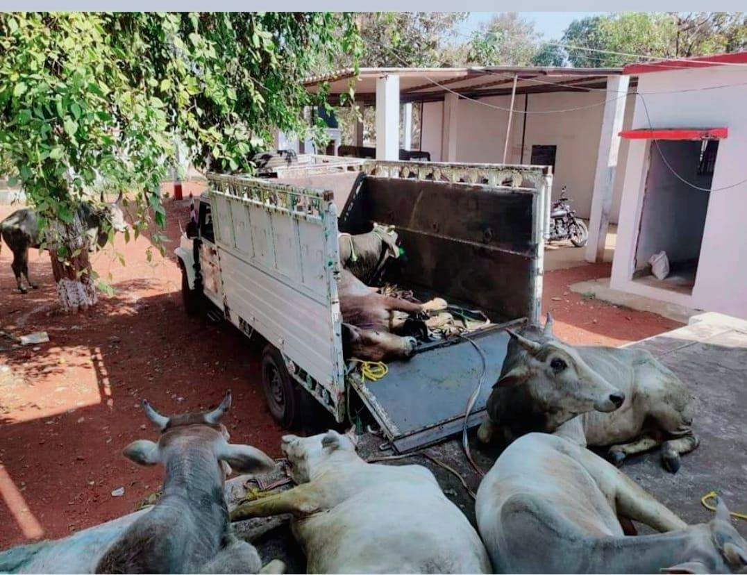 जानिए नौगढ़ में पशु तस्करों ने कैसे दिया पुलिस को चकमा, चूक गयी पुलिस
