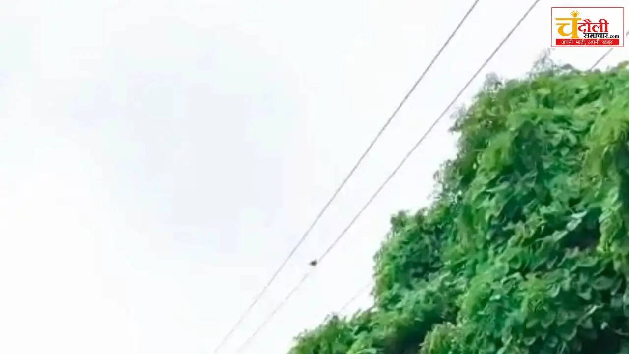 chandauli-canal-bushes-hazard-dm-office-high-voltage-wire