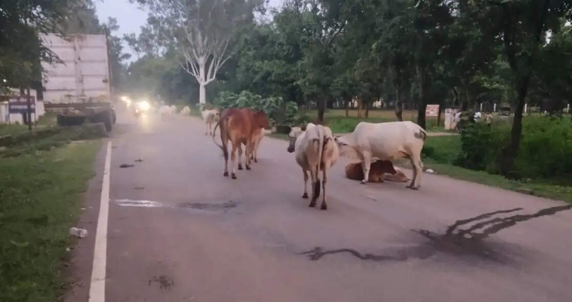 chandauli news police accident, chandauli khabar naugarh cow crash, chandauli samachar police injured, chandauli news road accident, chandauli khabar stray cattle