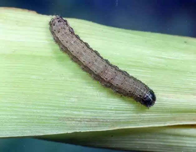  fall armyworm tips 