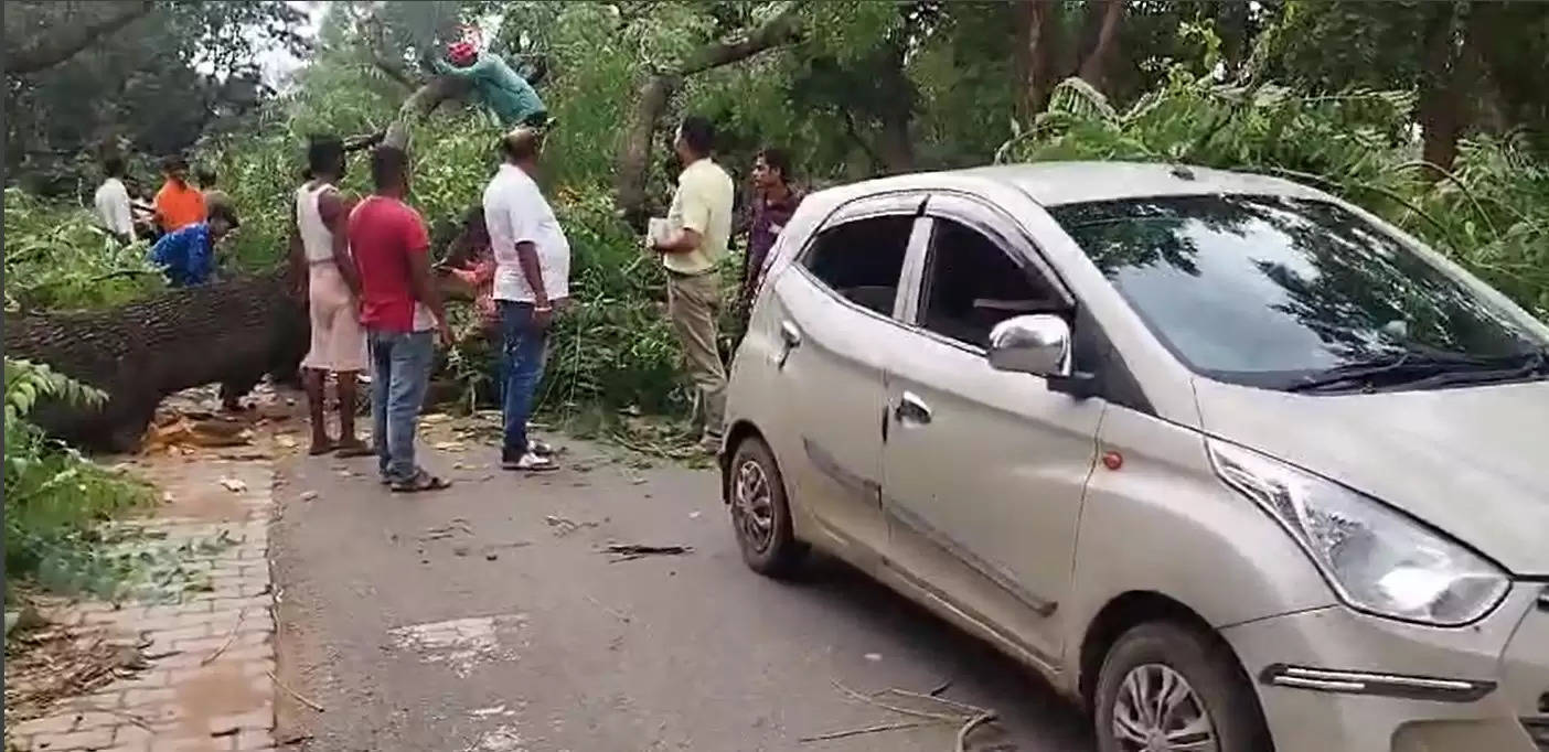 old tree fell down 