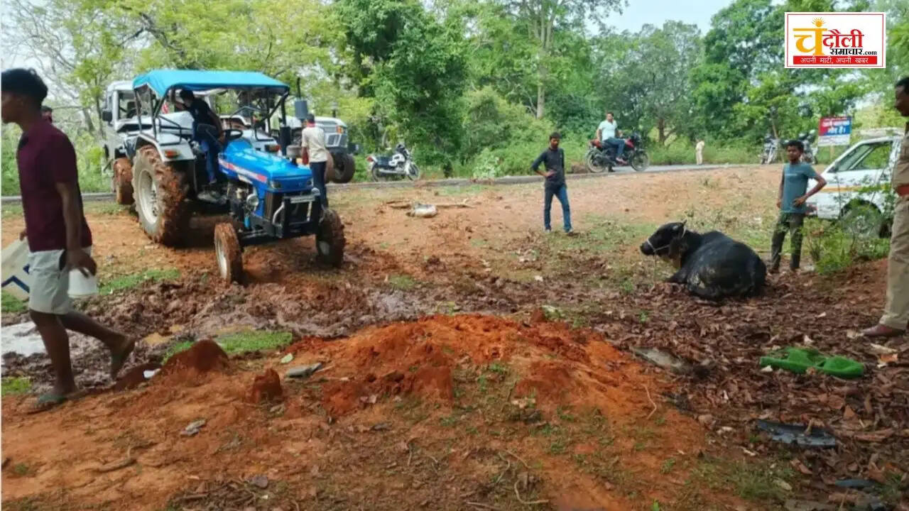 naugarh-cattle-smuggling-bolero-overturns-basauli