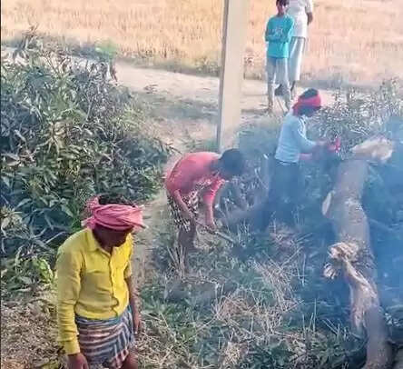 green trees cutting