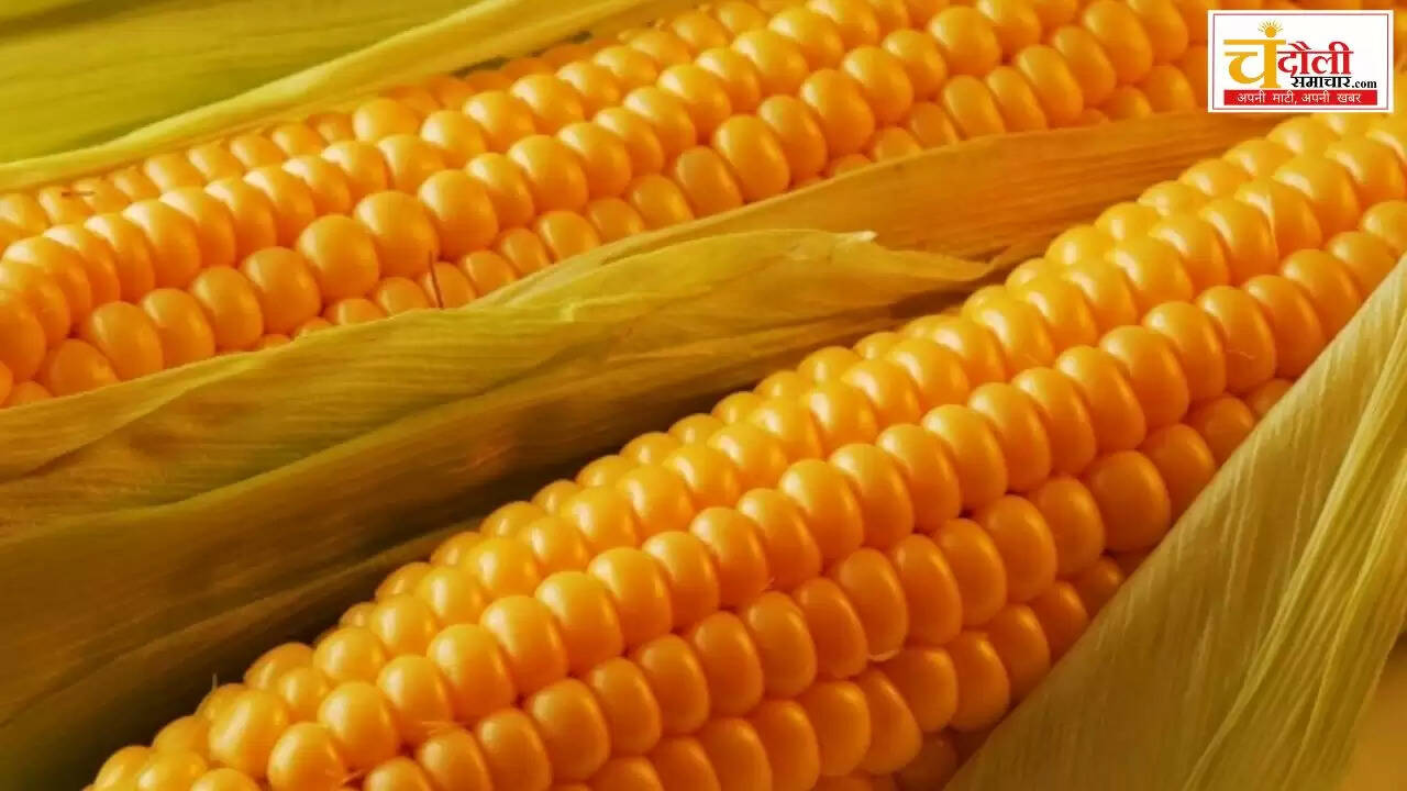  hybrid maize seed subsidy chandauli news, ethanol production maize 