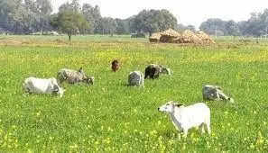 Animals Catching Team in Village 