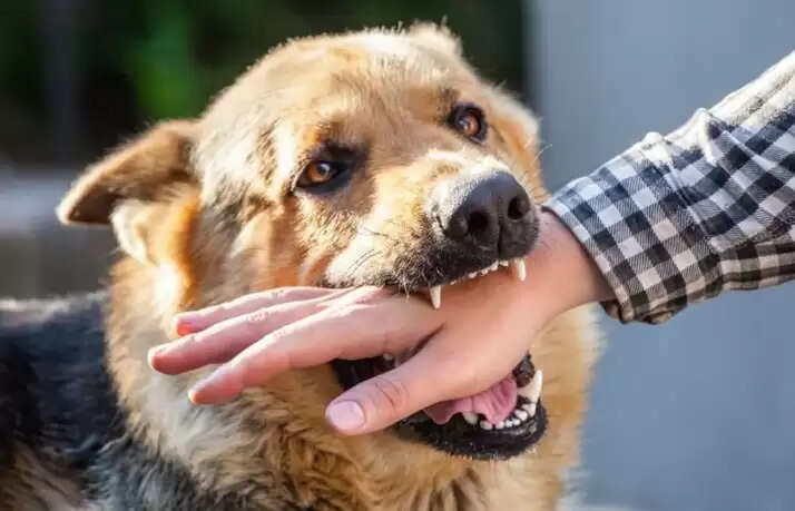  naugarh stray dogs attack news  17 people bitten by dogs chandauli  stray dogs terror in villages up