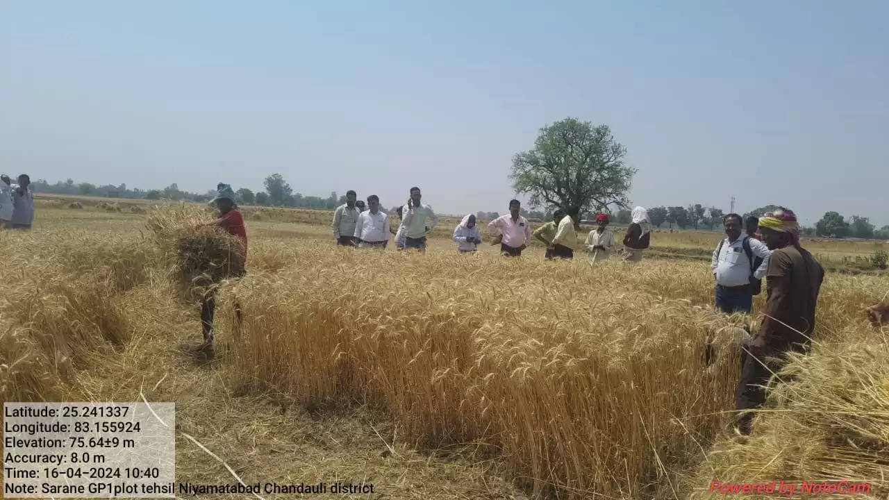 chandauli dm crop cutting 