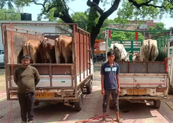 Chandauli Police Crime Statistics 2025  SP Aditya Langhe strict action  illegal liquor seizure Chandauli  Goshala smuggling prevention UP  Arms Act arrests Chandauli police