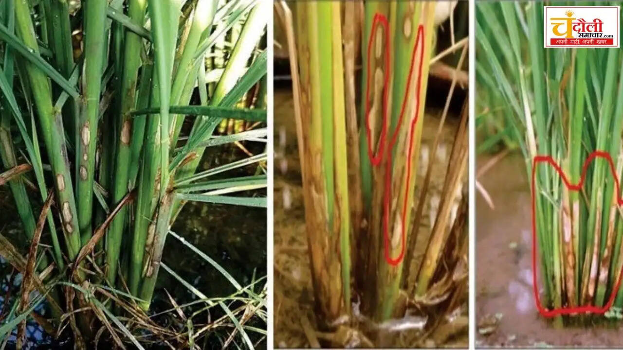 kvk-paddy-crop-disease-advisory-pest-control