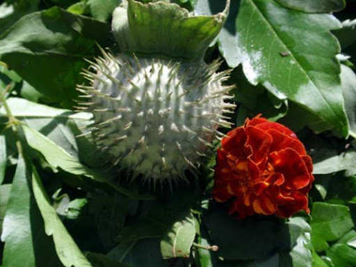 shiva puja flowers 