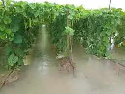 Raining in Chandauli