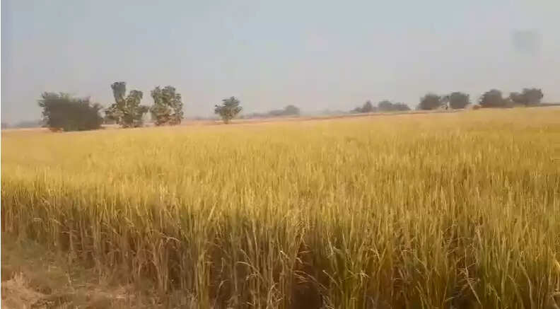  BN Seed Company MTU 1318 paddy crop failure  Shahabganj Chandauli Farmers Complain Farmers demand compensation for 200 bigha crop loss