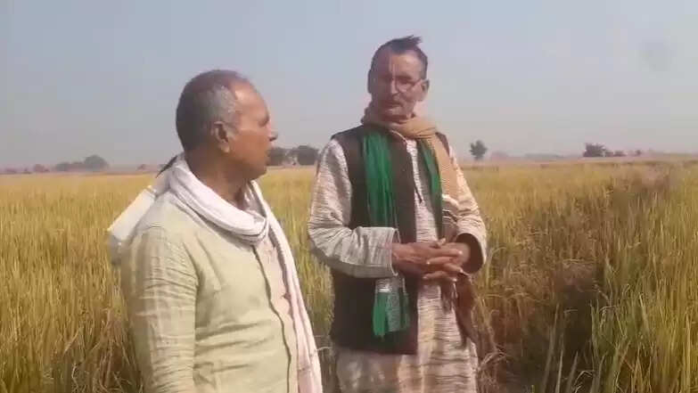  BN Seed Company MTU 1318 paddy crop failure  Shahabganj Chandauli Farmers Complain Farmers demand compensation for 200 bigha crop loss