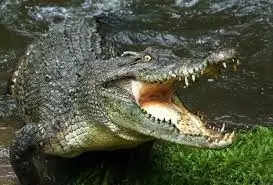 Crocodile Attack 