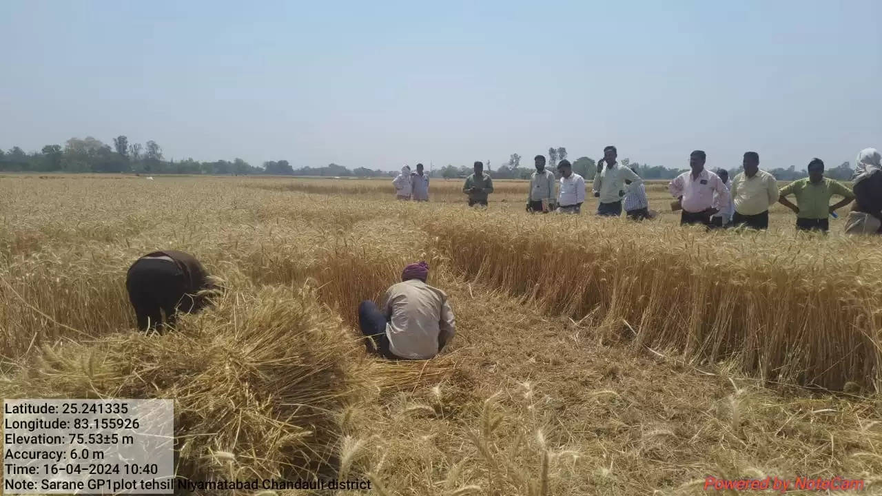 chandauli dm crop cutting 