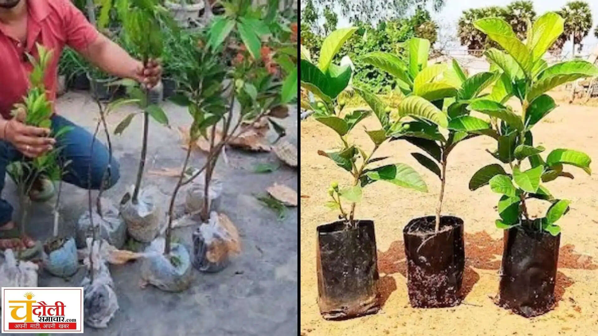 chandauli-kvk-fruit-saplings-registration-rate-list