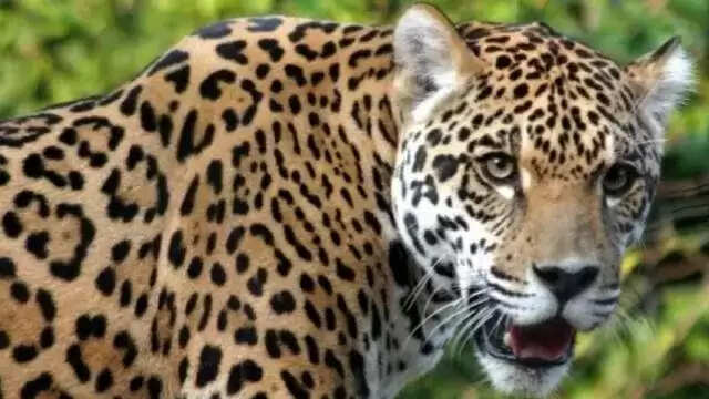 Male leopard 