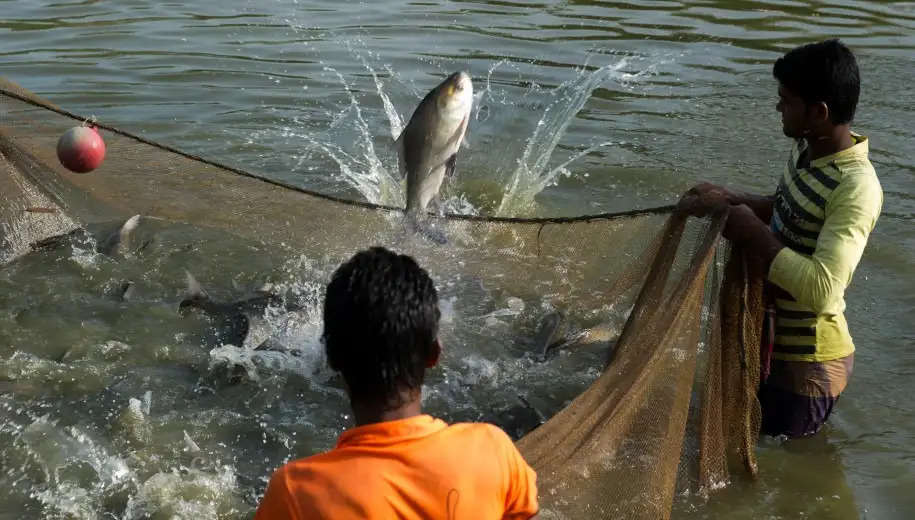  fish farming in chandauli