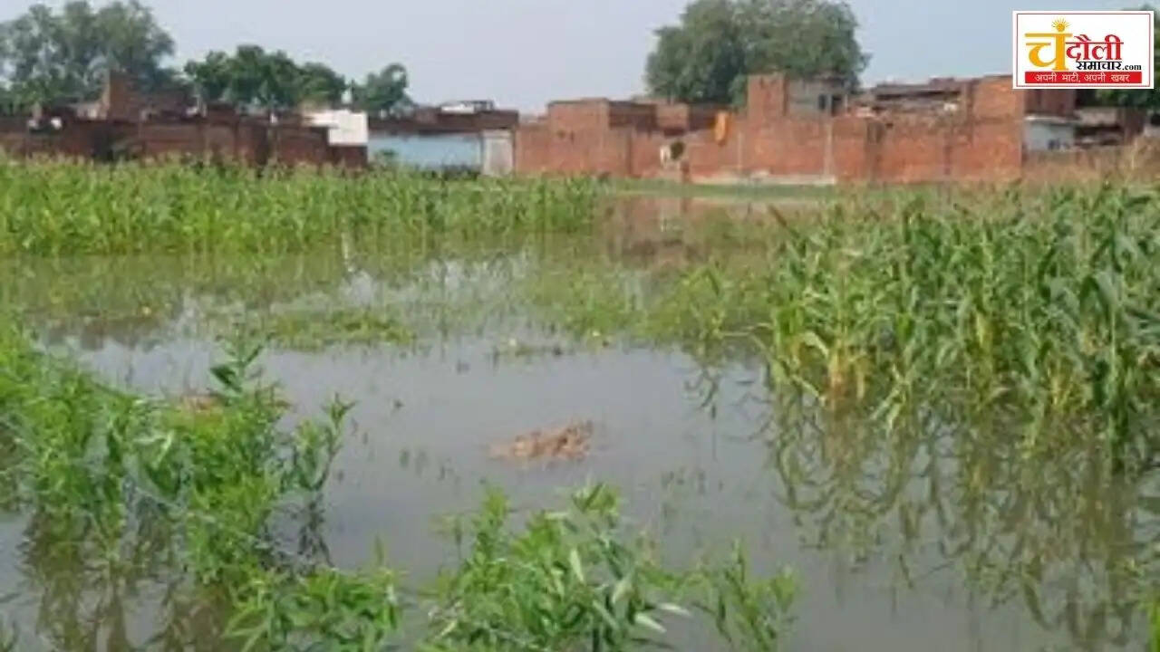 sakaldiha-paddy-crops-submerged-drain-silt