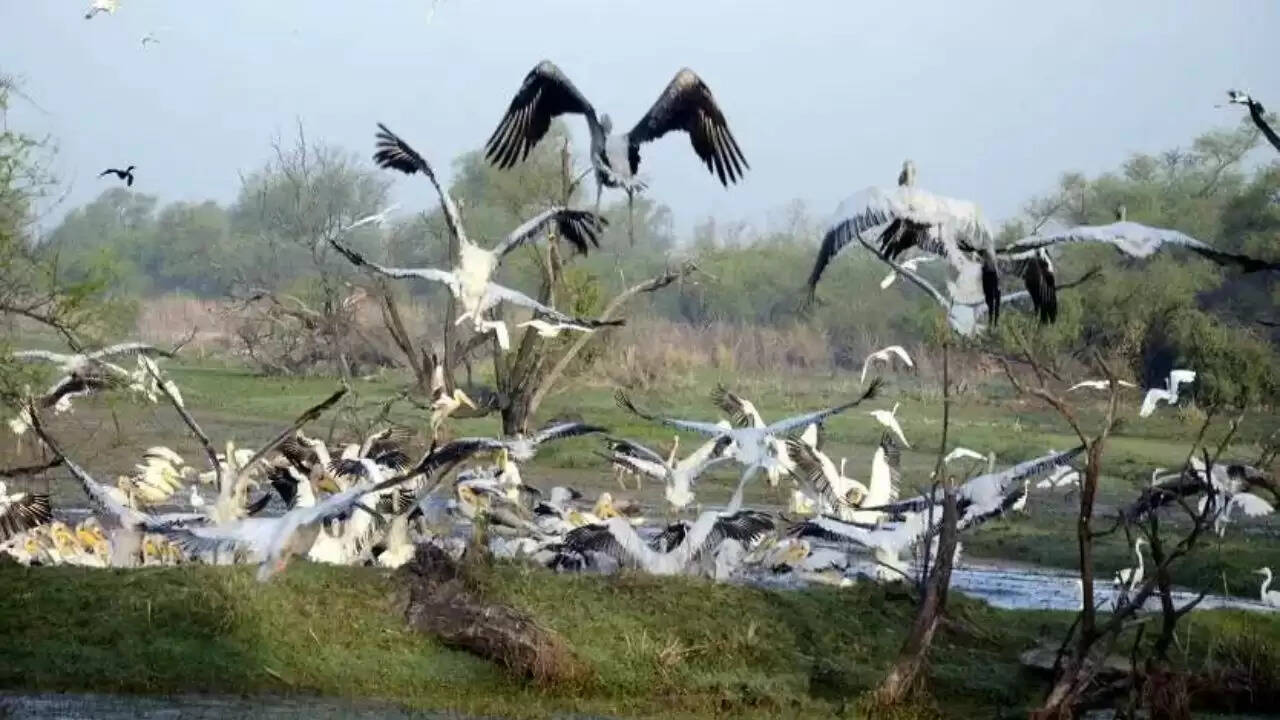 Chandauli news Chandraprabha dam birds, Chandauli khabar Naugarh tourism update, 