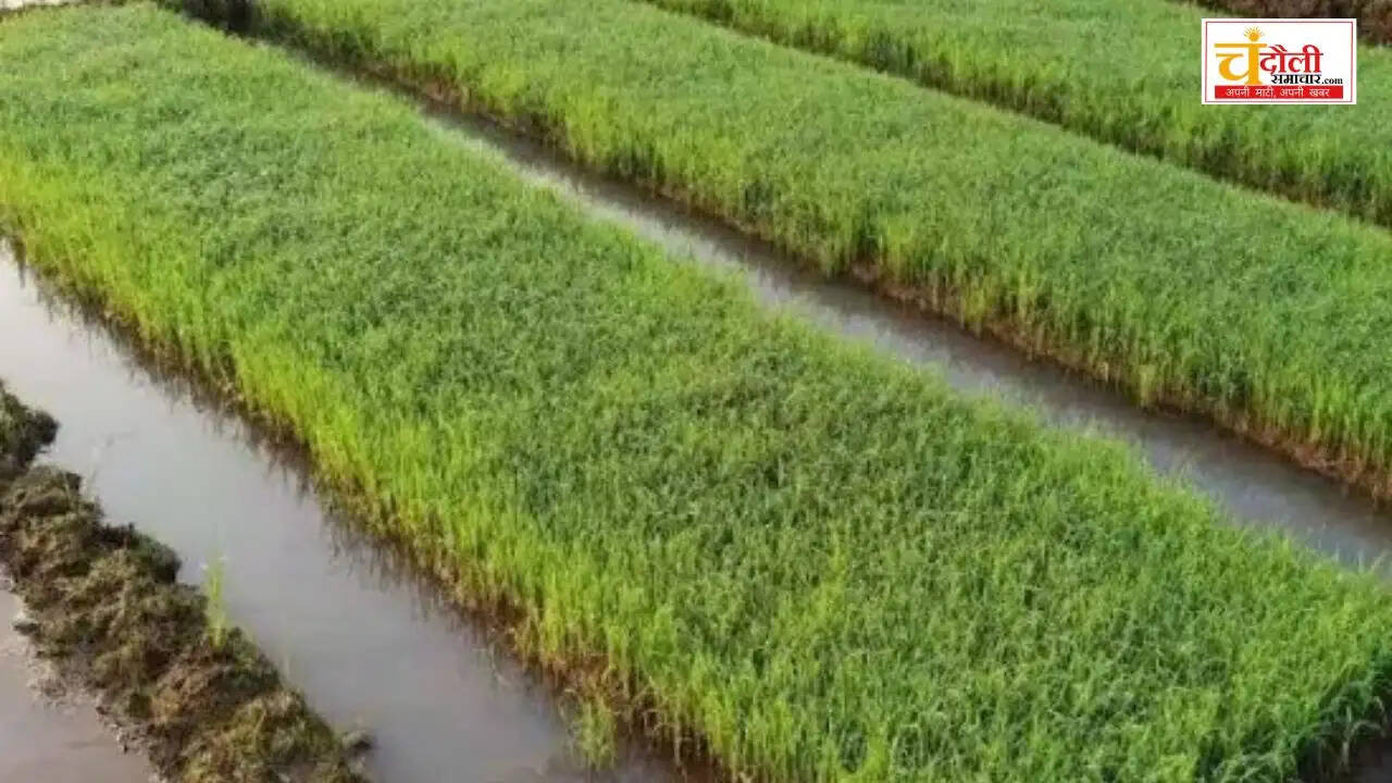 paddy-nursery-disease-control-guideline