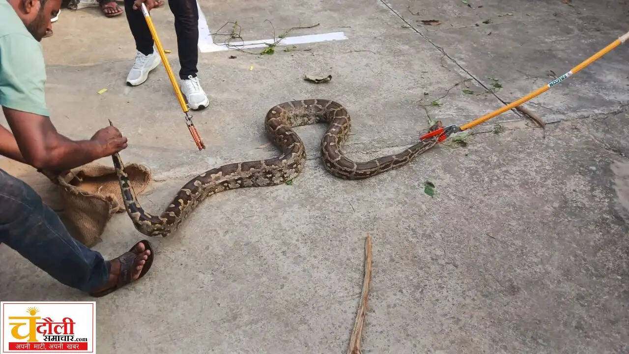 chandauli-crpf-camp-python-rescued-by-forest-department
