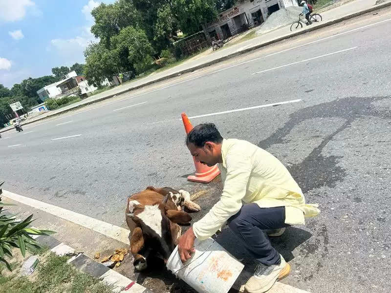 Injured Cow