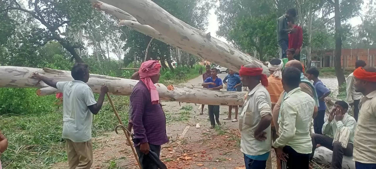 old tree fell down 